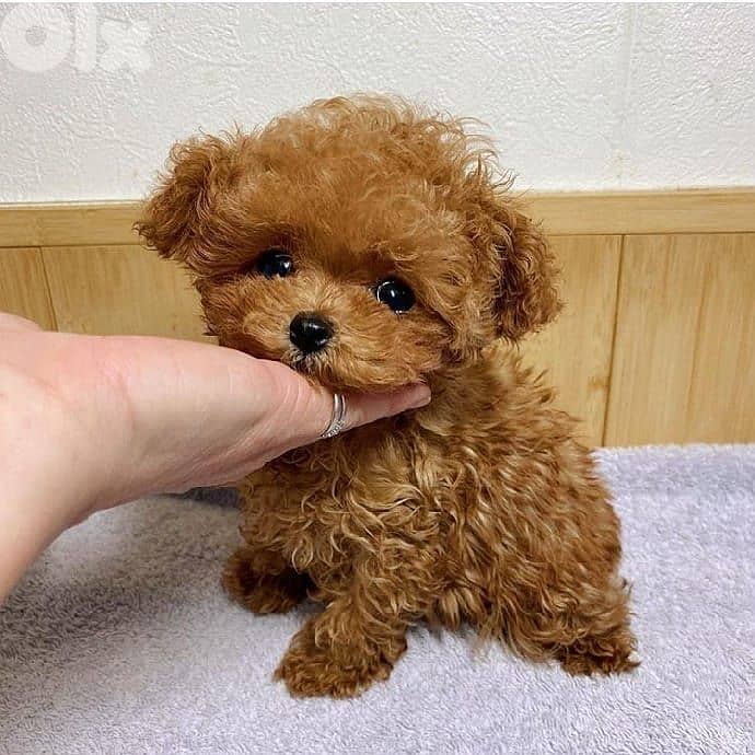 Adorable toy Poodle Puppies Available In Store & Delivery|Imported 0