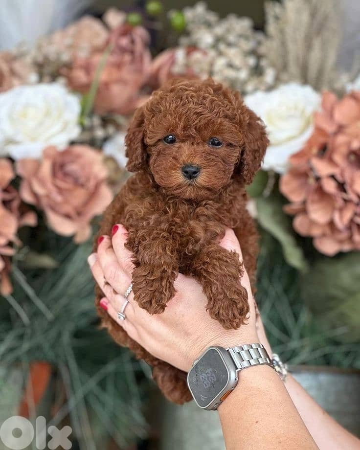Toy Poodle Puppies |Available In Store | Delivery|Imported|Dog 0