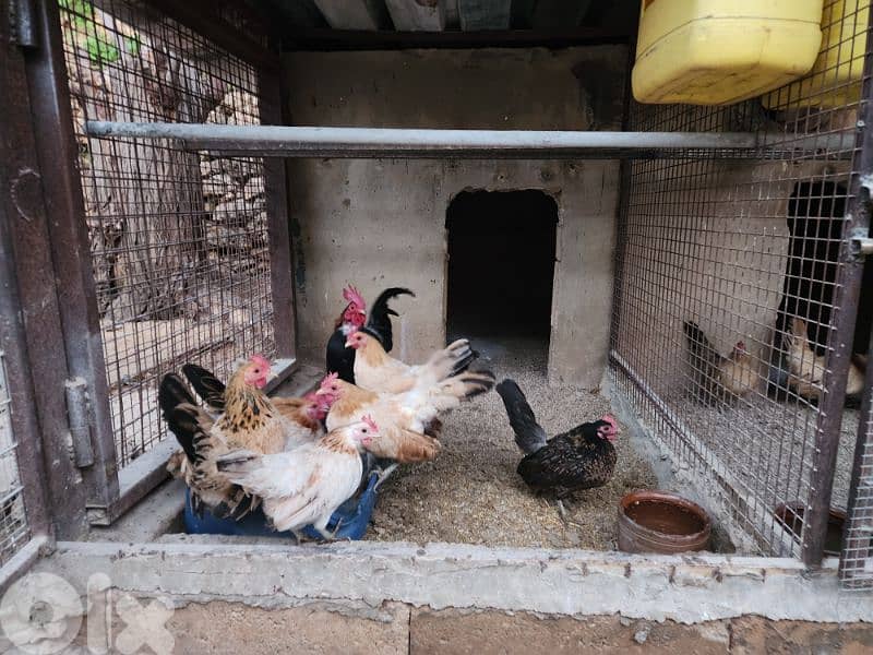 Serama Chicken 2