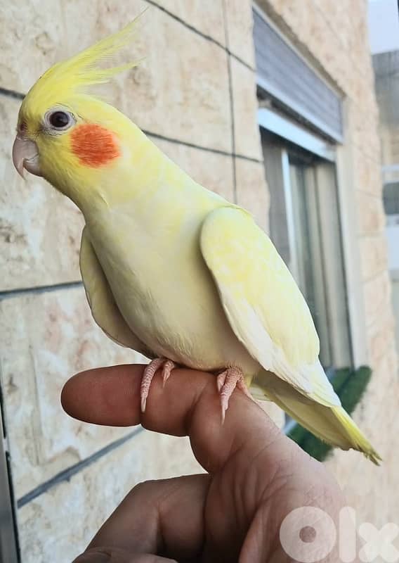 tamed karawan مروّض 0