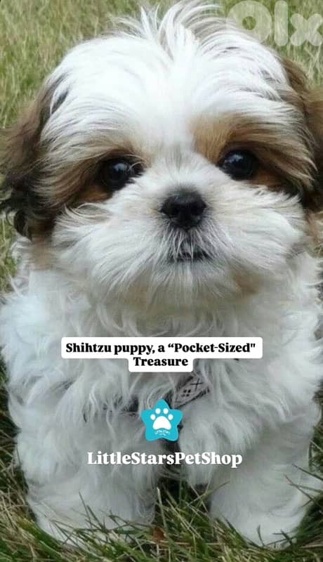 Small ShihTzu puppy available in store & delivery 0