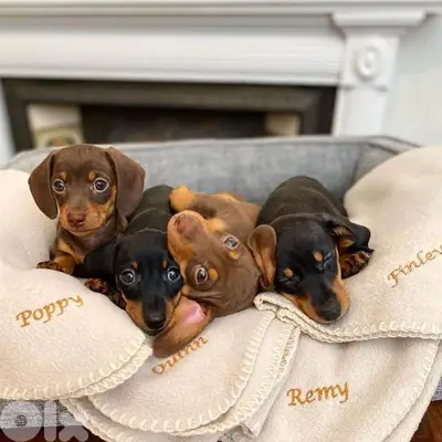 Beautiful Dachshund Puppies Preorder now!!
