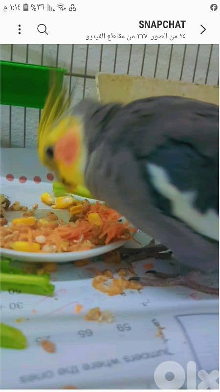 بيروت شياح 0