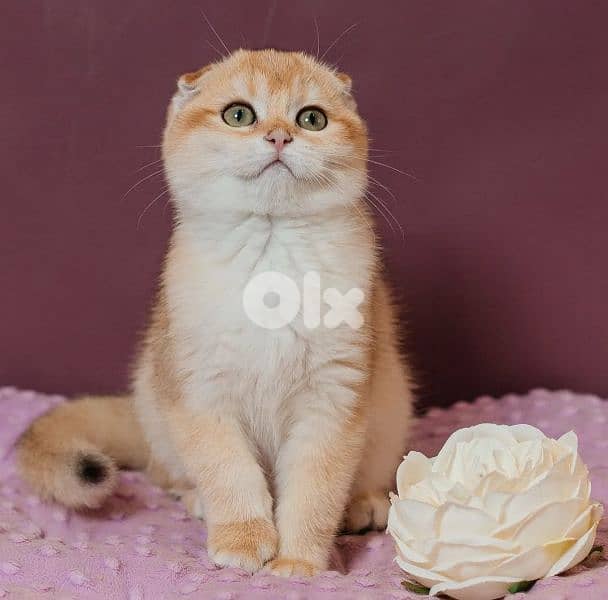 Scottish Fold Golden Chinchilla kitten in store / cat قطط 0