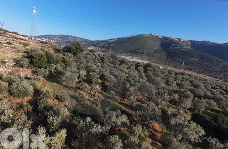 fully planted with mature olive trees, zgharta, rashiin REF#YN129611