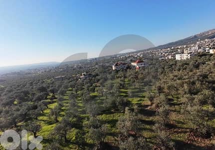 fully planted with mature olive trees, zgharta, rashiin REF#YN129611