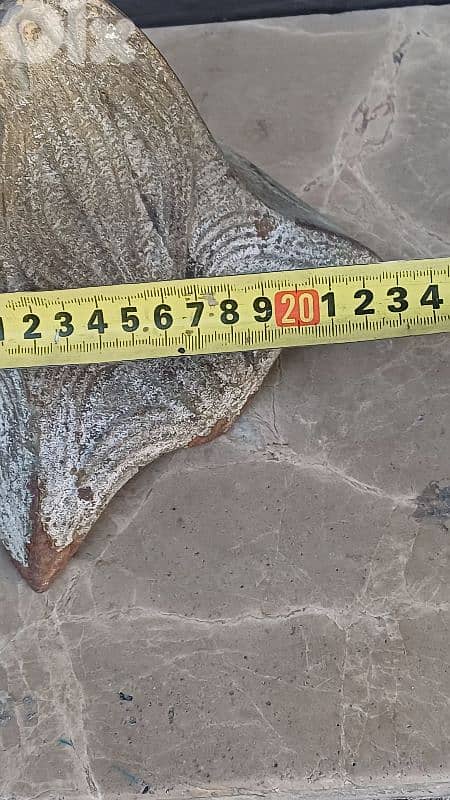 antique 11