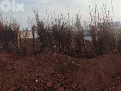 غازون رول بجميع أنواعه