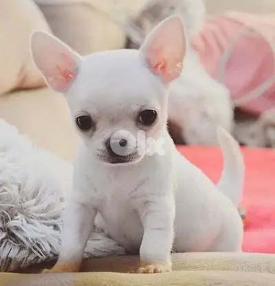 Chihuahua Puppies In store| delivery available| dog كلاب