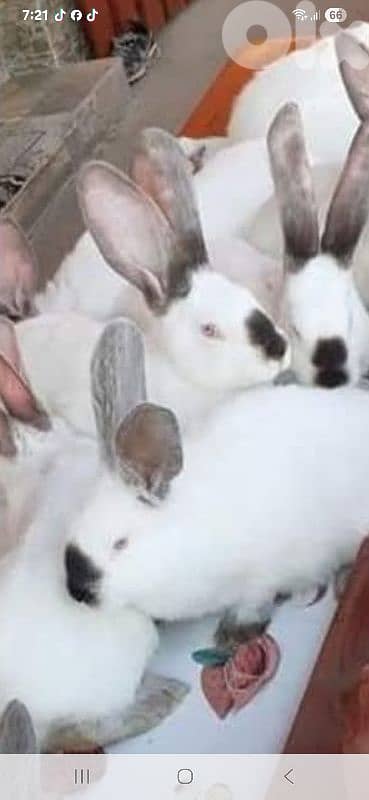 Giant French papillon Rabbits 2