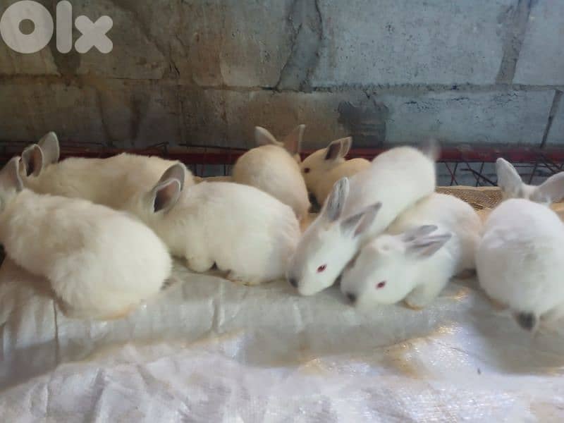 Giant French papillon Rabbits 3