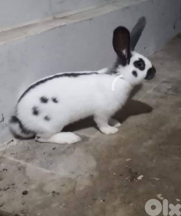 Giant French papillon Rabbits 4