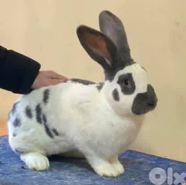 Giant French papillon Rabbits 5