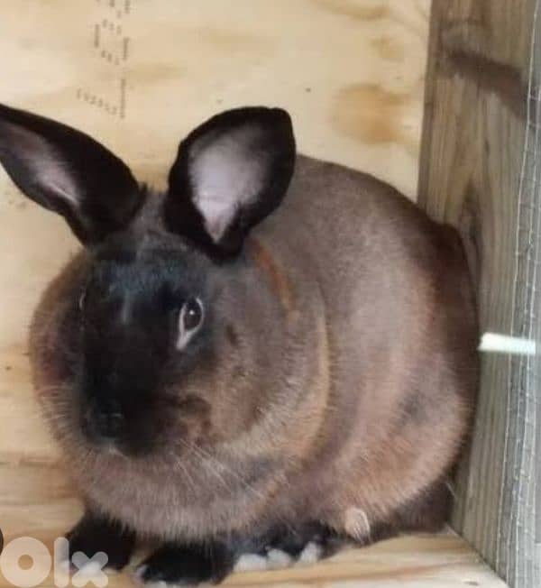 Giant French papillon Rabbits 6
