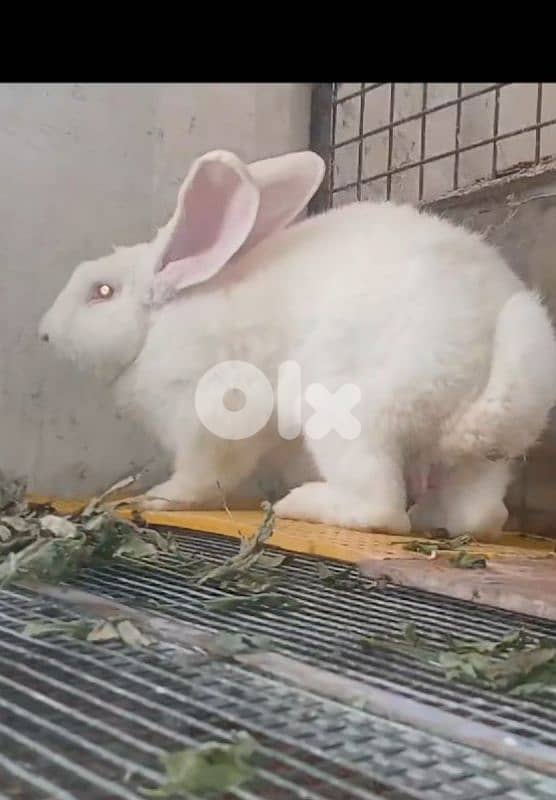 Giant French papillon Rabbits 7