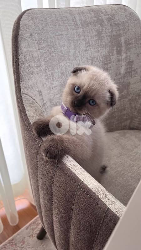 scottish fold kitten color point 0