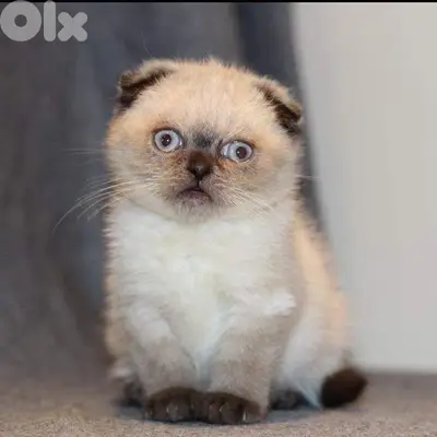 scottish fold color point