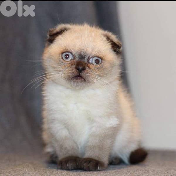 scottish fold color point 0