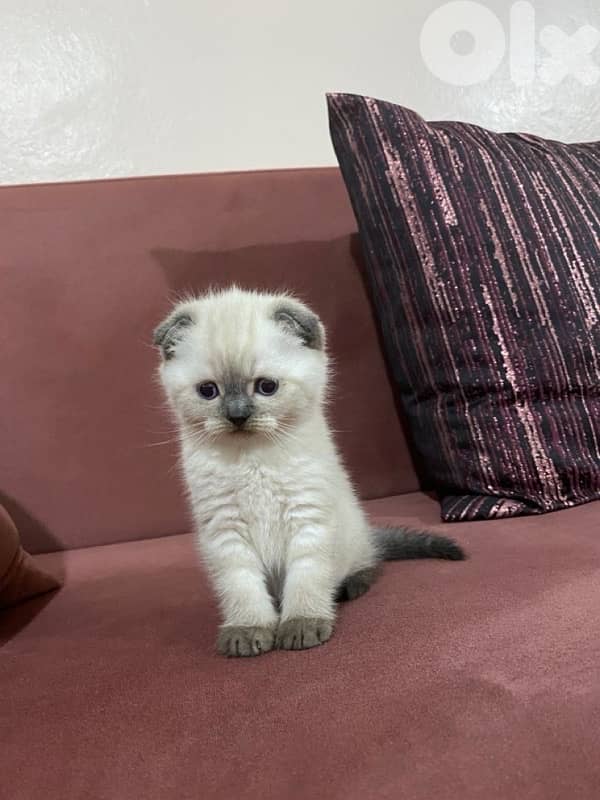 scottish love kitten 0