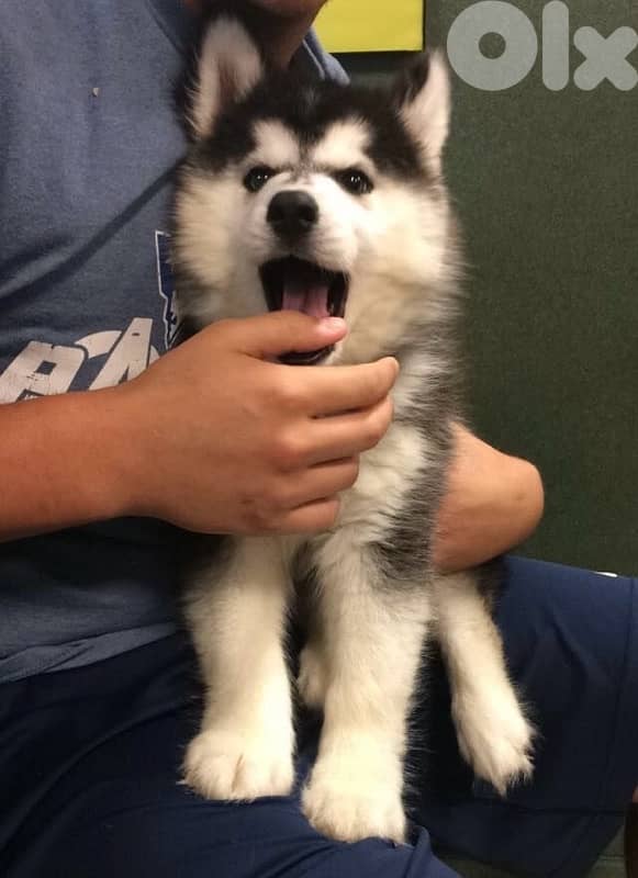 Black & White Husky in store! DELIVERY dog كلاب 0
