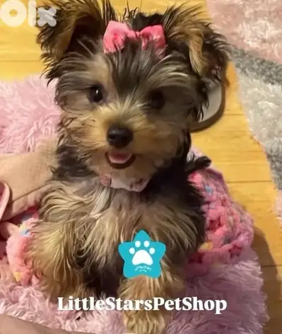 Teacup Yorkshire Terrier available now in store! dog كلب DELIVERY