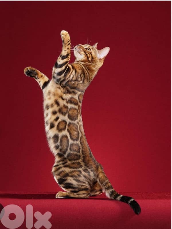 Pure Bengal kitten 0