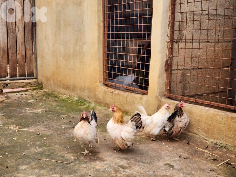 Serama Chicken 3