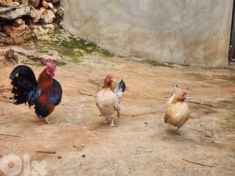 Serama Chicken 4
