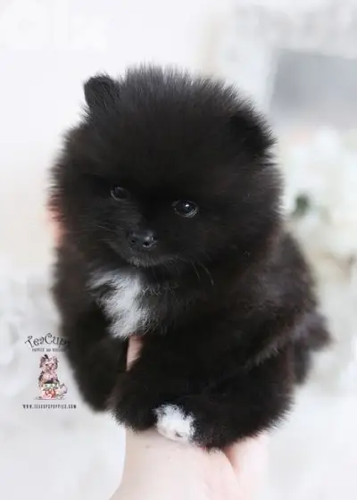 imported Pomeranian black Puppy Love