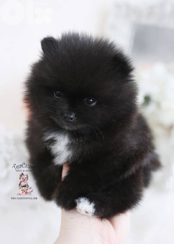 imported Pomeranian black Puppy Love 0