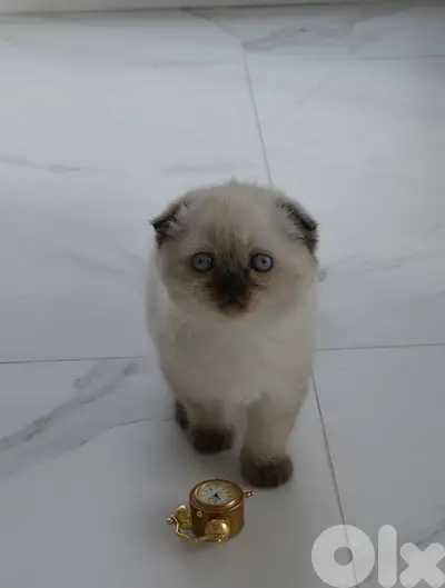 Scottish Fold kitten Cat قطط
