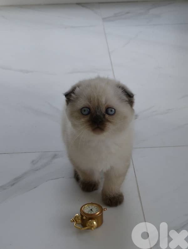 Scottish Fold kitten Cat قطط 0