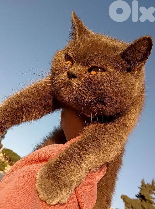 Selling a female cat of the breed British shorthair 0