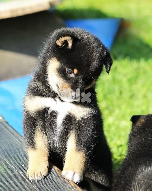 Adorable Shiba Inu puppy available imported 0