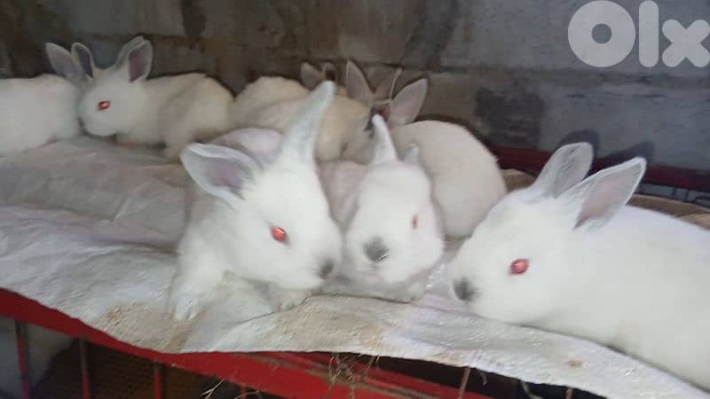Giant French papillon Rabbits 8