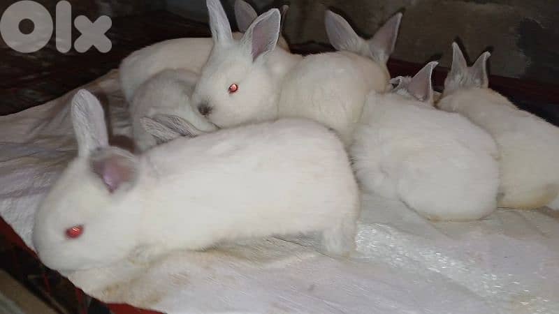 Giant French papillon Rabbits 9