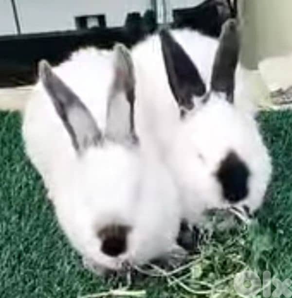 Giant French papillon Rabbits 10