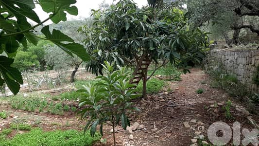 GMB129 Land With an old House For Sale In Kfifan أرض مع منزل