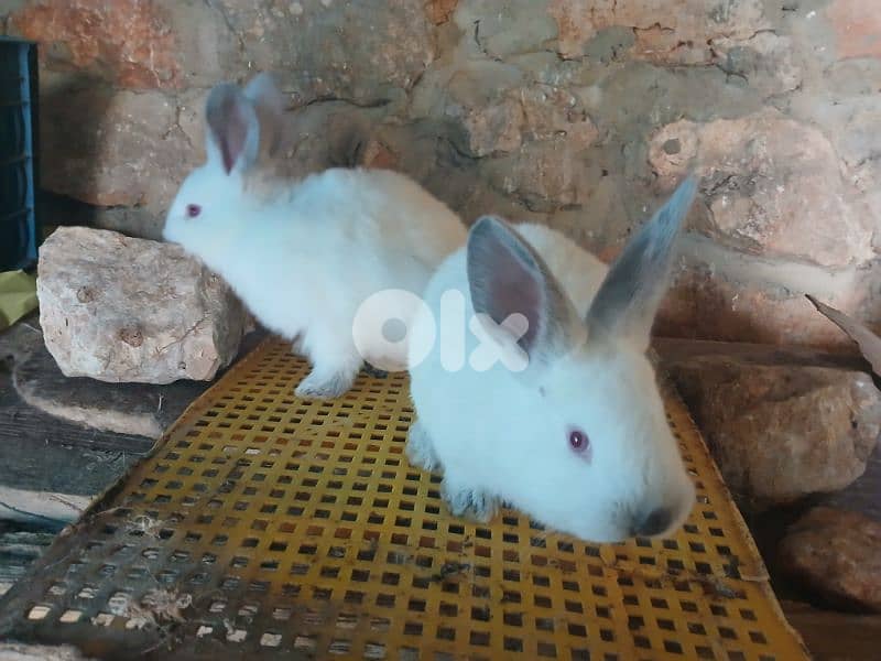 Giant French papillon Rabbits 11