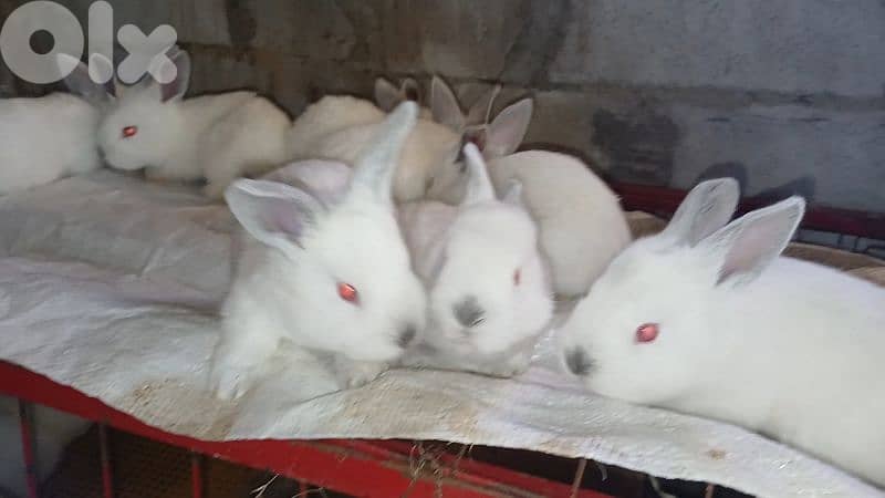 Giant French papillon Rabbits 12