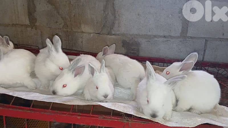 Giant French papillon Rabbits 13
