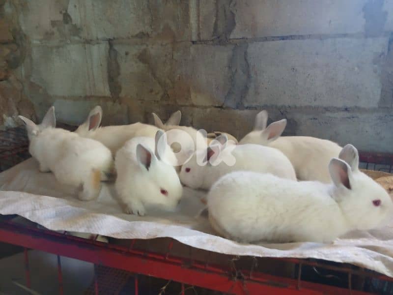 Giant French papillon Rabbits 14