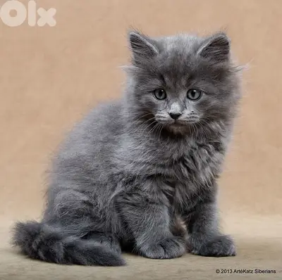 persian grey kitten