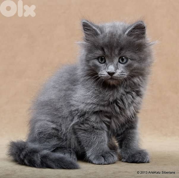 persian grey kitten 0