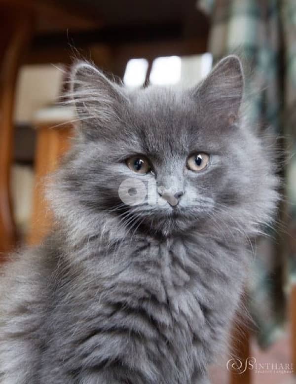 Persian kitten blue delivery available 0