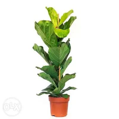 Dutch Ficus lyrata