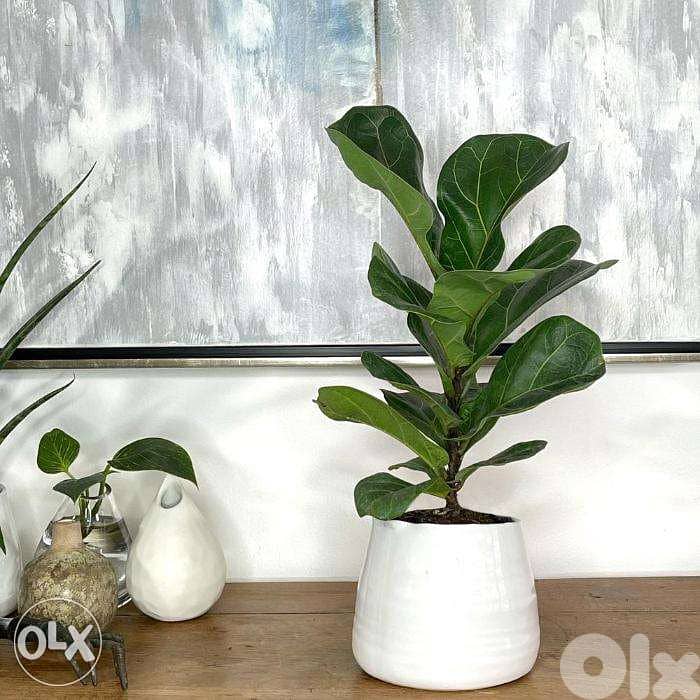 Dutch Ficus lyrata 2