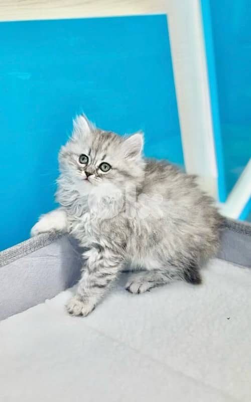 Adorable Persian silver kitten 0