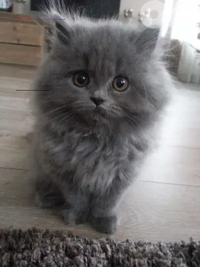 Persian long hair