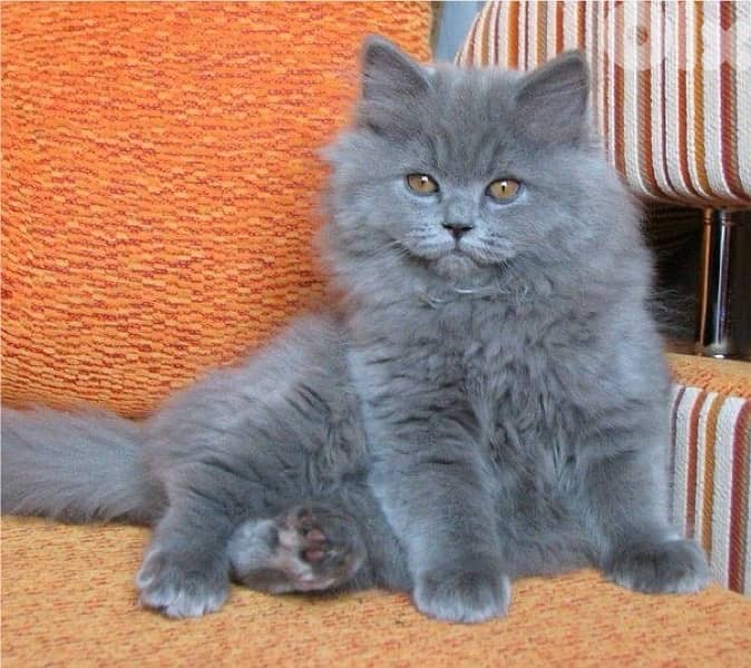 Persian gris grey longhair 0